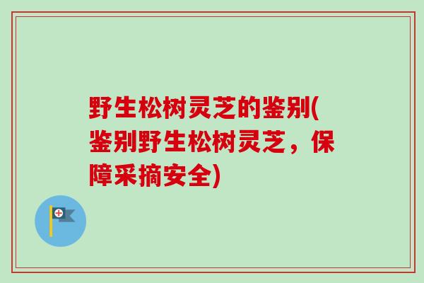 野生松树灵芝的鉴别(鉴别野生松树灵芝，保障采摘安全)-第1张图片-卓越灵芝孢子粉