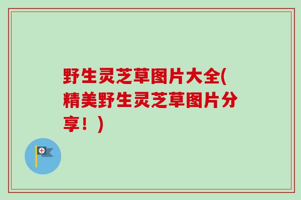 野生灵芝草图片大全(精美野生灵芝草图片分享!)-第1张图片-卓越灵芝孢子粉 野生灵芝草图片大全(精美野生灵芝草图片分享!)-第1张图片-卓越灵芝孢子粉