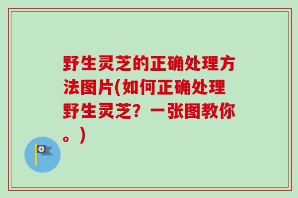 野生灵芝的正确处理方法图片(如何正确处理野生灵芝？一张图教你。)-第1张图片-卓越灵芝孢子粉