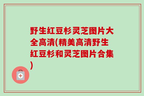 野生红豆杉灵芝图片大全高清(精美高清野生红豆杉和灵芝图片合集)-第1张图片-卓越灵芝孢子粉