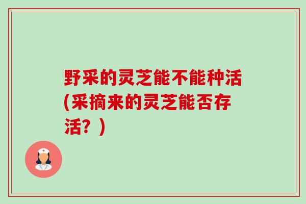 野采的灵芝能不能种活(采摘来的灵芝能否存活?)-第1张图片-卓越灵芝孢子粉 野采的灵芝能不能种活(采摘来的灵芝能否存活?)-第1张图片-卓越灵芝孢子粉