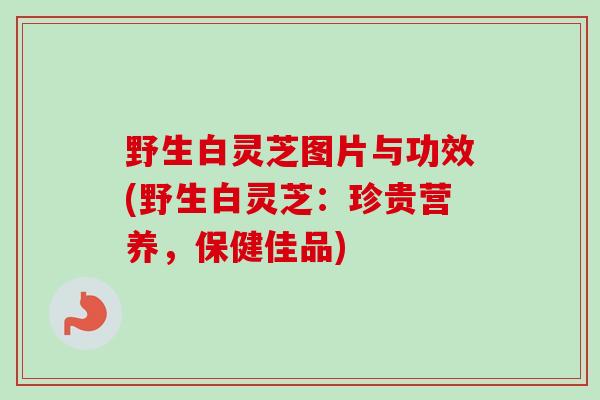 野生白灵芝图片与功效(野生白灵芝:珍贵营养,保健佳品)-第1张图片-卓越灵芝孢子粉 野生白灵芝图片与功效(野生白灵芝:珍贵营养,保健佳品)-第1张图片-卓越灵芝孢子粉