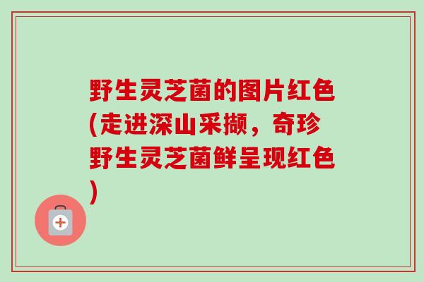 野生灵芝菌的图片红色(走进深山采撷,奇珍野生灵芝菌鲜呈现红色)-第1张图片-卓越灵芝孢子粉 野生灵芝菌的图片红色(走进深山采撷,奇珍野生灵芝菌鲜呈现红色)-第1张图片-卓越灵芝孢子粉