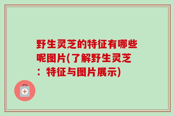 野生灵芝的特征有哪些呢图片(了解野生灵芝:特征与图片展示)-第1张图片-卓越灵芝孢子粉 野生灵芝的特征有哪些呢图片(了解野生灵芝:特征与图片展示)-第1张图片-卓越灵芝孢子粉