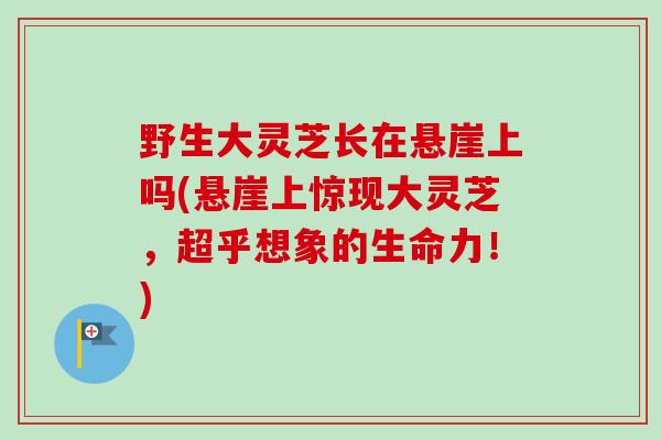 野生大灵芝长在悬崖上吗(悬崖上惊现大灵芝,超乎想象的生命力!)-第1张图片-卓越灵芝孢子粉 野生大灵芝长在悬崖上吗(悬崖上惊现大灵芝,超乎想象的生命力!)-第1张图片-卓越灵芝孢子粉
