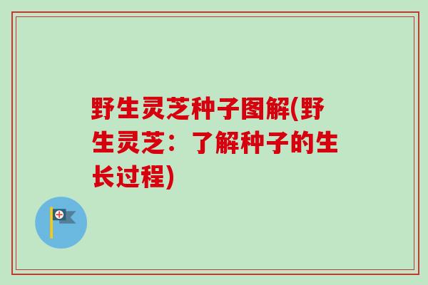野生灵芝种子图解(野生灵芝:了解种子的生长过程)-第1张图片-卓越灵芝孢子粉 野生灵芝种子图解(野生灵芝:了解种子的生长过程)-第1张图片-卓越灵芝孢子粉