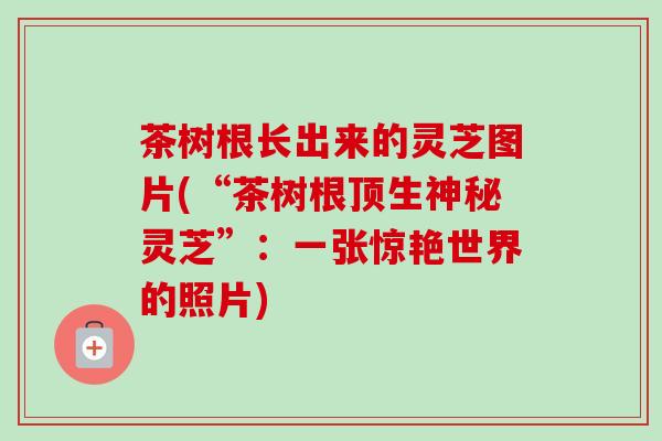 茶树根长出来的灵芝图片(“茶树根顶生神秘灵芝”:一张惊艳世界的照片)-第1张图片-卓越灵芝孢子粉 茶树根长出来的灵芝图片(“茶树根顶生神秘灵芝”:一张惊艳世界的照片)-第1张图片-卓越灵芝孢子粉