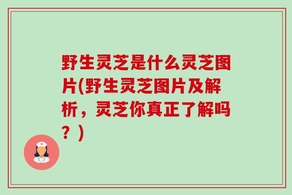 野生灵芝是什么灵芝图片(野生灵芝图片及解析,灵芝你真正了解吗?)-第1张图片-卓越灵芝孢子粉 野生灵芝是什么灵芝图片(野生灵芝图片及解析,灵芝你真正了解吗?)-第1张图片-卓越灵芝孢子粉