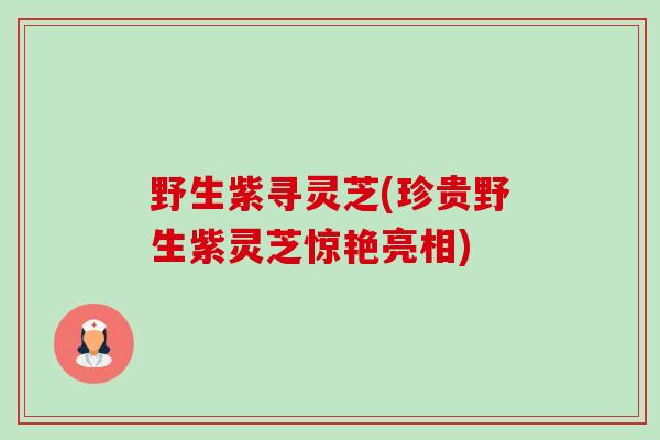 野生紫寻灵芝(珍贵野生紫灵芝惊艳亮相)-第1张图片-卓越灵芝孢子粉 野生紫寻灵芝(珍贵野生紫灵芝惊艳亮相)-第1张图片-卓越灵芝孢子粉