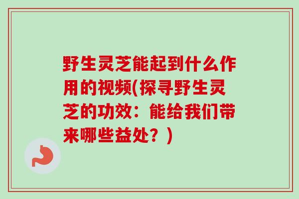 野生灵芝能起到什么作用的视频(探寻野生灵芝的功效：能给我们带来哪些益处？)-第1张图片-卓越灵芝孢子粉