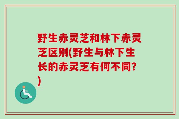 野生赤灵芝和林下赤灵芝区别(野生与林下生长的赤灵芝有何不同?)-第1张图片-卓越灵芝孢子粉 野生赤灵芝和林下赤灵芝区别(野生与林下生长的赤灵芝有何不同?)-第1张图片-卓越灵芝孢子粉