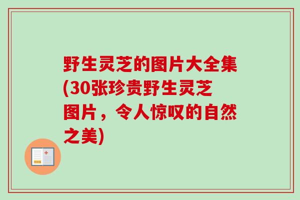 野生灵芝的图片大全集(30张珍贵野生灵芝图片,令人惊叹的自然之美)-第1张图片-卓越灵芝孢子粉 野生灵芝的图片大全集(30张珍贵野生灵芝图片,令人惊叹的自然之美)-第1张图片-卓越灵芝孢子粉