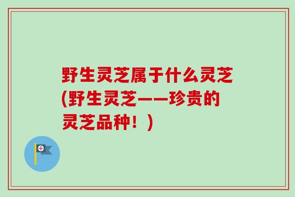 野生灵芝属于什么灵芝(野生灵芝——珍贵的灵芝品种！)-第1张图片-卓越灵芝孢子粉