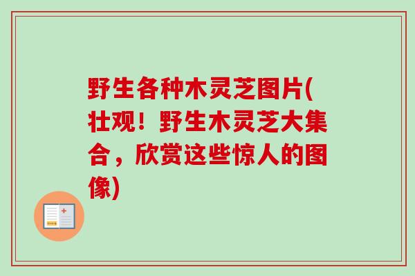 野生各种木灵芝图片(壮观!野生木灵芝大集合,欣赏这些惊人的图像)-第1张图片-卓越灵芝孢子粉 野生各种木灵芝图片(壮观!野生木灵芝大集合,欣赏这些惊人的图像)-第1张图片-卓越灵芝孢子粉