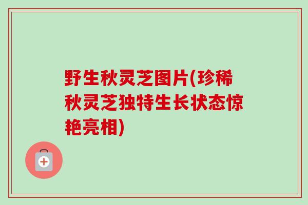 野生秋灵芝图片(珍稀秋灵芝独特生长状态惊艳亮相)-第1张图片-卓越灵芝孢子粉 野生秋灵芝图片(珍稀秋灵芝独特生长状态惊艳亮相)-第1张图片-卓越灵芝孢子粉