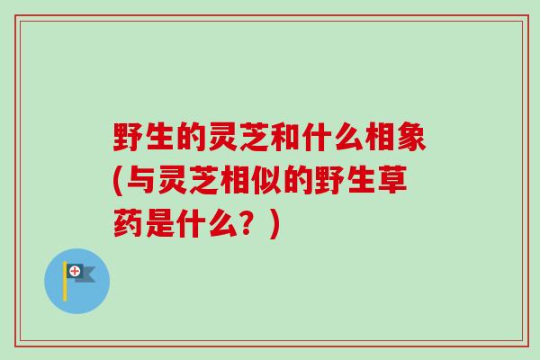 野生的灵芝和什么相象(与灵芝相似的野生草药是什么?)-第1张图片-卓越灵芝孢子粉 野生的灵芝和什么相象(与灵芝相似的野生草药是什么?)-第1张图片-卓越灵芝孢子粉