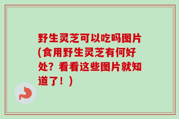 野生灵芝可以吃吗图片(食用野生灵芝有何好处?看看这些图片就知道了!)-第1张图片-卓越灵芝孢子粉 野生灵芝可以吃吗图片(食用野生灵芝有何好处?看看这些图片就知道了!)-第1张图片-卓越灵芝孢子粉
