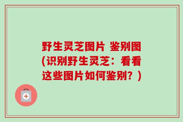 野生灵芝图片 鉴别图(识别野生灵芝:看看这些图片如何鉴别?)-第1张图片-卓越灵芝孢子粉 野生灵芝图片 鉴别图(识别野生灵芝:看看这些图片如何鉴别?)-第1张图片-卓越灵芝孢子粉