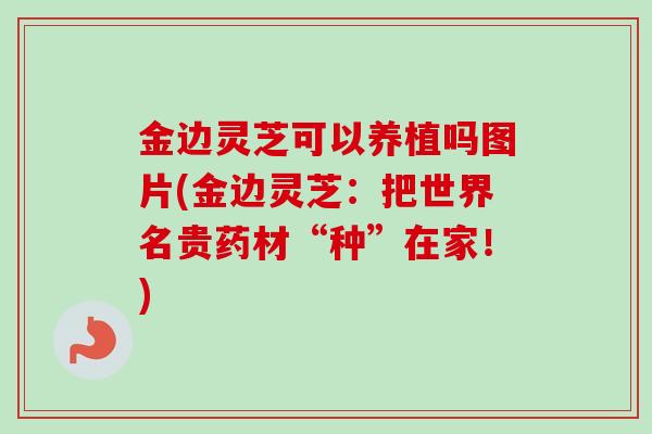 金边灵芝可以养植吗图片(金边灵芝:把世界名贵药材“种”在家!)-第1张图片-卓越灵芝孢子粉 金边灵芝可以养植吗图片(金边灵芝:把世界名贵药材“种”在家!)-第1张图片-卓越灵芝孢子粉