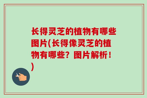 长得灵芝的植物有哪些图片(长得像灵芝的植物有哪些?图片解析!)-第1张图片-卓越灵芝孢子粉 长得灵芝的植物有哪些图片(长得像灵芝的植物有哪些?图片解析!)-第1张图片-卓越灵芝孢子粉