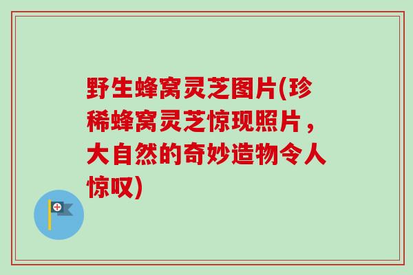 野生蜂窝灵芝图片(珍稀蜂窝灵芝惊现照片，大自然的奇妙造物令人惊叹)-第1张图片-卓越灵芝孢子粉