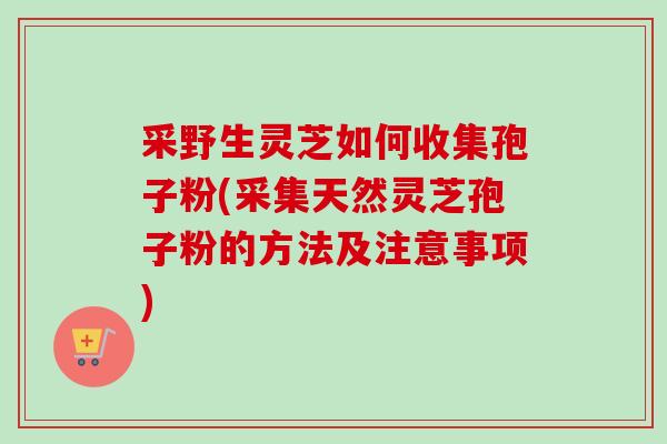 采野生灵芝如何收集孢子粉(采集天然灵芝孢子粉的方法及注意事项)-第1张图片-卓越灵芝孢子粉 采野生灵芝如何收集孢子粉(采集天然灵芝孢子粉的方法及注意事项)-第1张图片-卓越灵芝孢子粉