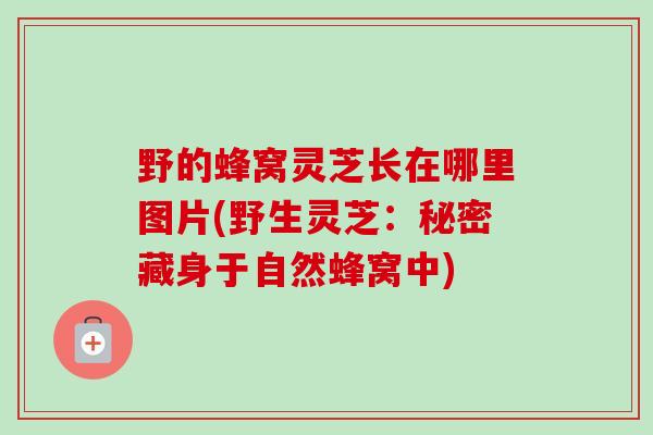 野的蜂窝灵芝长在哪里图片(野生灵芝:秘密藏身于自然蜂窝中)-第1张图片-卓越灵芝孢子粉 野的蜂窝灵芝长在哪里图片(野生灵芝:秘密藏身于自然蜂窝中)-第1张图片-卓越灵芝孢子粉