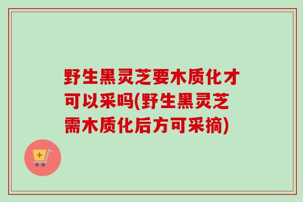 野生黑灵芝要木质化才可以采吗(野生黑灵芝需木质化后方可采摘)-第1张图片-卓越灵芝孢子粉 野生黑灵芝要木质化才可以采吗(野生黑灵芝需木质化后方可采摘)-第1张图片-卓越灵芝孢子粉