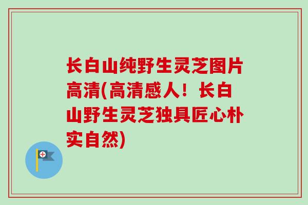 长白山纯野生灵芝图片高清(高清感人！长白山野生灵芝独具匠心朴实自然)-第1张图片-卓越灵芝孢子粉