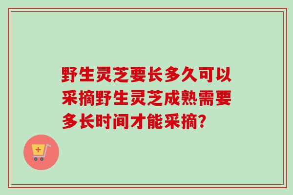 野生灵芝要长多久可以采摘野生灵芝成熟需要多长时间才能采摘?-第1张图片-卓越灵芝孢子粉 野生灵芝要长多久可以采摘野生灵芝成熟需要多长时间才能采摘?-第1张图片-卓越灵芝孢子粉