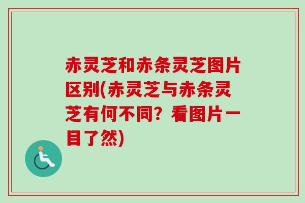 赤灵芝和赤条灵芝图片区别(赤灵芝与赤条灵芝有何不同？看图片一目了然)-第1张图片-卓越灵芝孢子粉