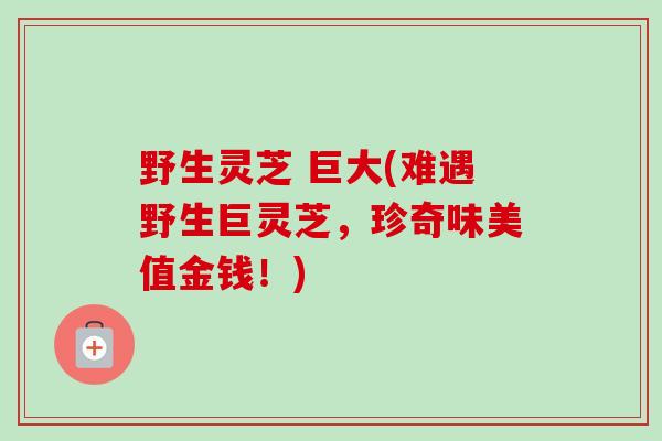 野生灵芝 巨大(难遇野生巨灵芝,珍奇味美值金钱!)-第1张图片-卓越灵芝孢子粉 野生灵芝 巨大(难遇野生巨灵芝,珍奇味美值金钱!)-第1张图片-卓越灵芝孢子粉