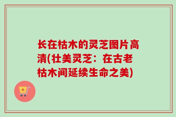 长在枯木的灵芝图片高清(壮美灵芝:在古老枯木间延续生命之美)-第1张图片-卓越灵芝孢子粉 长在枯木的灵芝图片高清(壮美灵芝:在古老枯木间延续生命之美)-第1张图片-卓越灵芝孢子粉