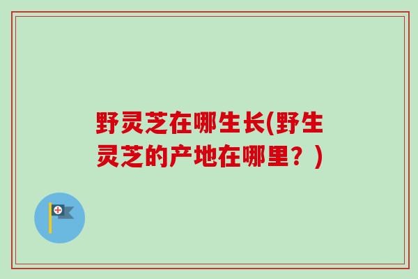 野灵芝在哪生长(野生灵芝的产地在哪里?)-第1张图片-卓越灵芝孢子粉 野灵芝在哪生长(野生灵芝的产地在哪里?)-第1张图片-卓越灵芝孢子粉