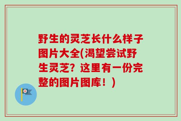 野生的灵芝长什么样子图片大全(渴望尝试野生灵芝?这里有一份完整的图片图库!)-第1张图片-卓越灵芝孢子粉 野生的灵芝长什么样子图片大全(渴望尝试野生灵芝?这里有一份完整的图片图库!)-第1张图片-卓越灵芝孢子粉