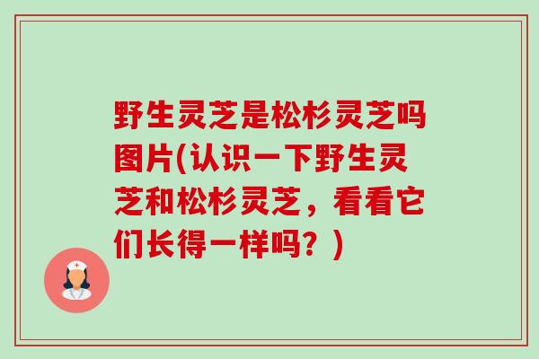 野生灵芝是松杉灵芝吗图片(认识一下野生灵芝和松杉灵芝，看看它们长得一样吗？)-第1张图片-卓越灵芝孢子粉