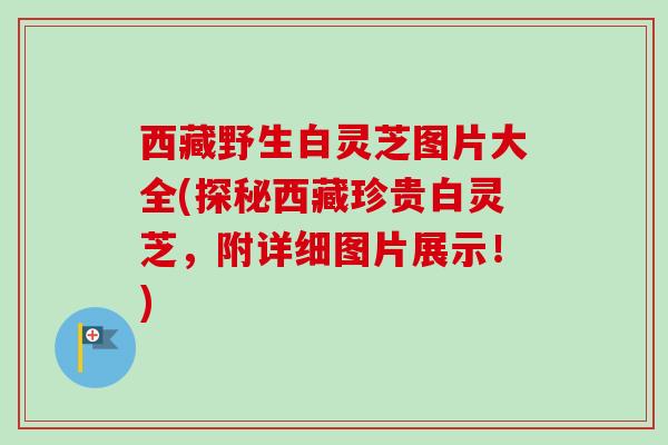 西藏野生白灵芝图片大全(探秘西藏珍贵白灵芝,附详细图片展示!)-第1张图片-卓越灵芝孢子粉 西藏野生白灵芝图片大全(探秘西藏珍贵白灵芝,附详细图片展示!)-第1张图片-卓越灵芝孢子粉