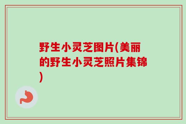 野生小灵芝图片(美丽的野生小灵芝照片集锦)-第1张图片-卓越灵芝孢子粉 野生小灵芝图片(美丽的野生小灵芝照片集锦)-第1张图片-卓越灵芝孢子粉