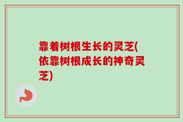 靠着树根生长的灵芝(依靠树根成长的神奇灵芝)-第1张图片-卓越灵芝孢子粉 靠着树根生长的灵芝(依靠树根成长的神奇灵芝)-第1张图片-卓越灵芝孢子粉