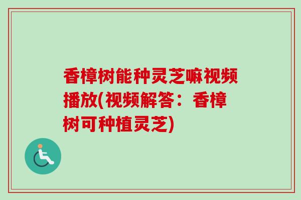 香樟树能种灵芝嘛视频播放(视频解答：香樟树可种植灵芝)-第1张图片-卓越灵芝孢子粉