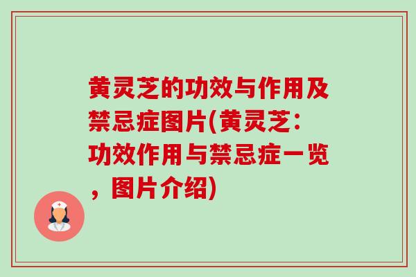 黄灵芝的功效与作用及禁忌症图片(黄灵芝：功效作用与禁忌症一览，图片介绍)-第1张图片-卓越灵芝孢子粉