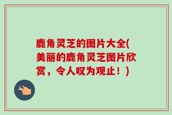 鹿角灵芝的图片大全(美丽的鹿角灵芝图片欣赏，令人叹为观止！)-第1张图片-卓越灵芝孢子粉