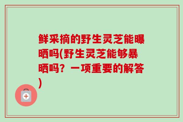 鲜采摘的野生灵芝能曝晒吗(野生灵芝能够暴晒吗?一项重要的解答)-第1张图片-卓越灵芝孢子粉 鲜采摘的野生灵芝能曝晒吗(野生灵芝能够暴晒吗?一项重要的解答)-第1张图片-卓越灵芝孢子粉