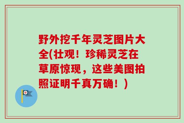 野外挖千年灵芝图片大全(壮观！珍稀灵芝在草原惊现，这些美图拍照证明千真万确！)-第1张图片-卓越灵芝孢子粉