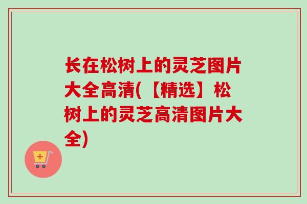 长在松树上的灵芝图片大全高清(【精选】松树上的灵芝高清图片大全)-第1张图片-卓越灵芝孢子粉 长在松树上的灵芝图片大全高清(【精选】松树上的灵芝高清图片大全)-第1张图片-卓越灵芝孢子粉