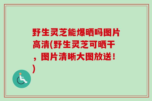 野生灵芝能爆晒吗图片高清(野生灵芝可晒干,图片清晰大图放送!)-第1张图片-卓越灵芝孢子粉 野生灵芝能爆晒吗图片高清(野生灵芝可晒干,图片清晰大图放送!)-第1张图片-卓越灵芝孢子粉