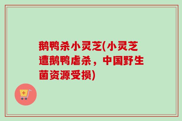 鹅鸭杀小灵芝(小灵芝遭鹅鸭虐杀,中国野生菌资源受损)-第1张图片-卓越灵芝孢子粉 鹅鸭杀小灵芝(小灵芝遭鹅鸭虐杀,中国野生菌资源受损)-第1张图片-卓越灵芝孢子粉