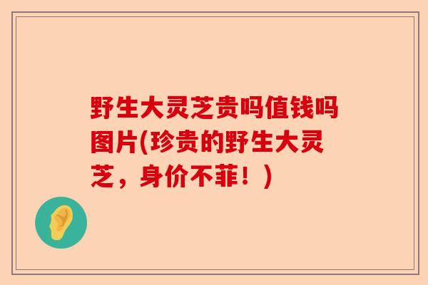 野生大灵芝贵吗值钱吗图片(珍贵的野生大灵芝,身价不菲!)-第1张图片-卓越灵芝孢子粉 野生大灵芝贵吗值钱吗图片(珍贵的野生大灵芝,身价不菲!)-第1张图片-卓越灵芝孢子粉