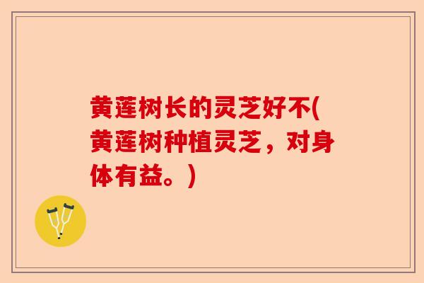 黄莲树长的灵芝好不(黄莲树种植灵芝,对身体有益。)-第1张图片-卓越灵芝孢子粉 黄莲树长的灵芝好不(黄莲树种植灵芝,对身体有益。)-第1张图片-卓越灵芝孢子粉