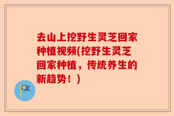 去山上挖野生灵芝回家种植视频(挖野生灵芝回家种植，传统养生的新趋势！)-第1张图片-卓越灵芝孢子粉
